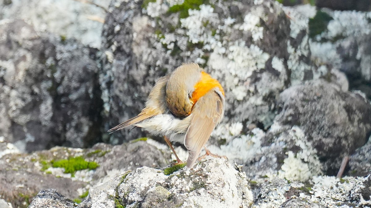 červenka obecná - ML646259784