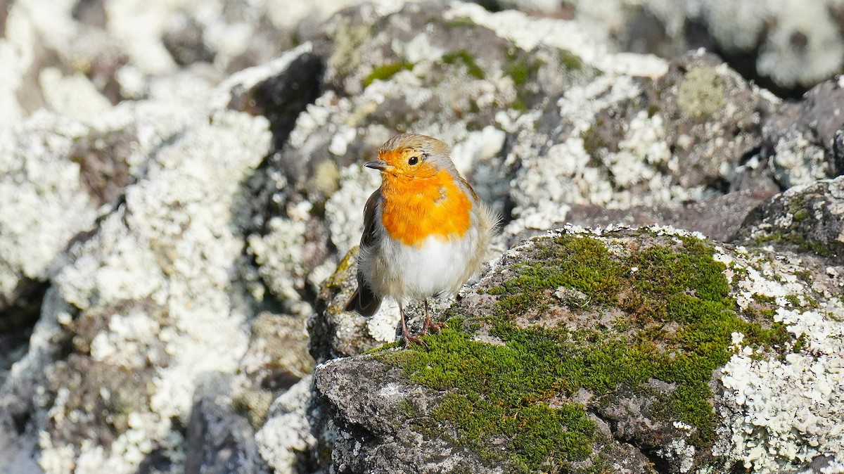 červenka obecná - ML646259785