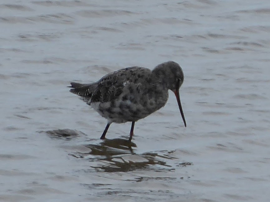 ביצנית אדומת-רגל - ML646259789