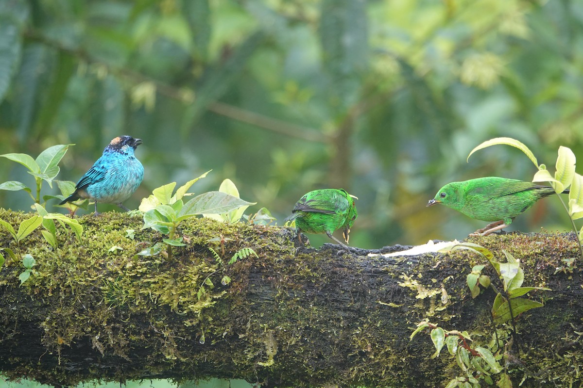 Golden-naped Tanager - ML646259791