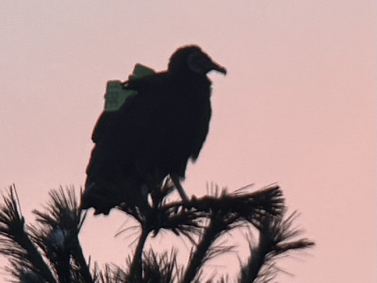 Black Vulture - ML646259793