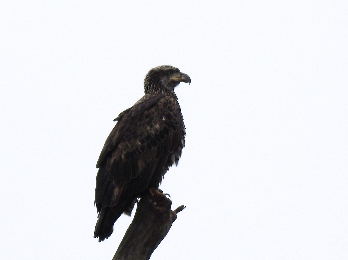 Bald Eagle - ML646259794