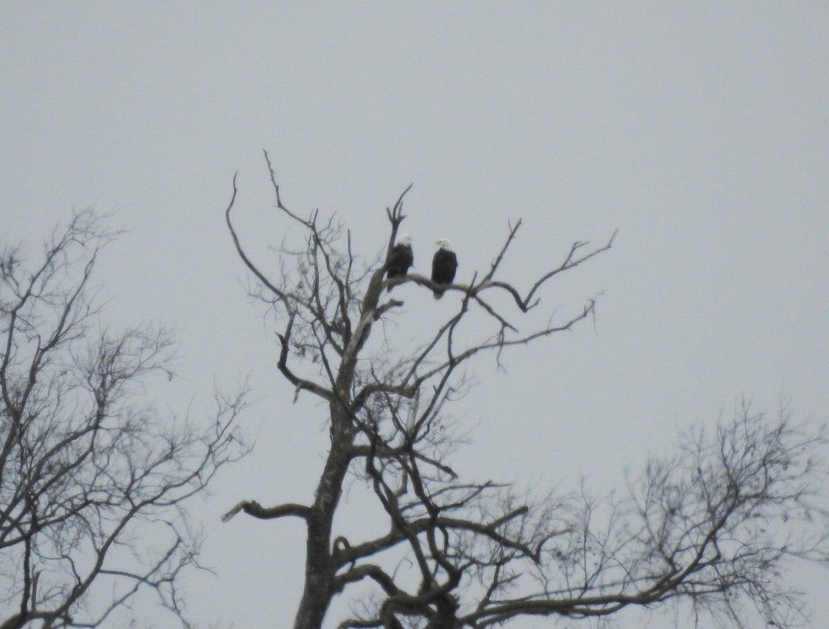 Bald Eagle - ML646259795
