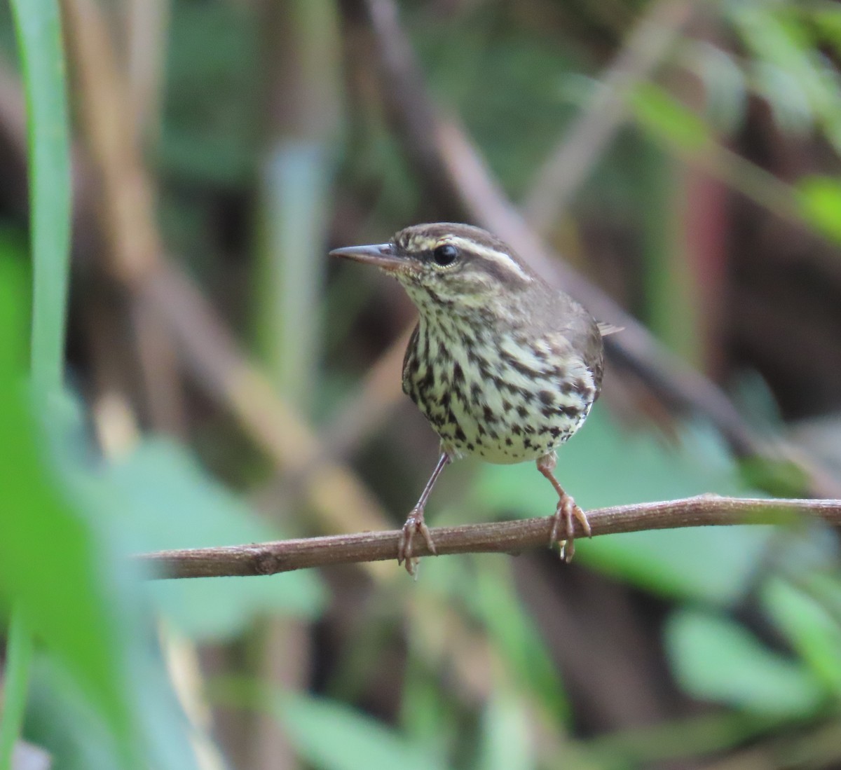 Northern Waterthrush - ML646259806