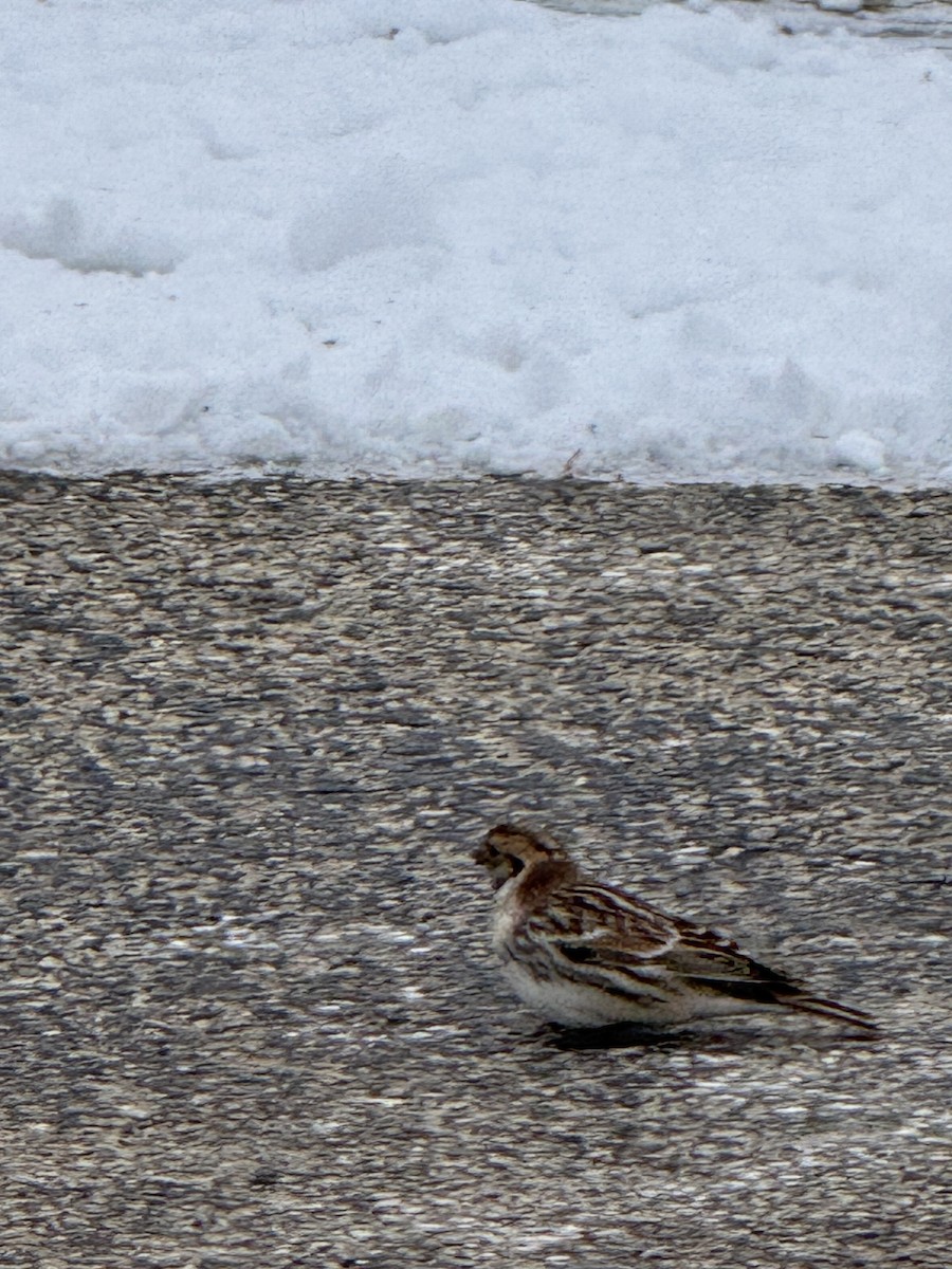 Lapland Longspur - ML646259809