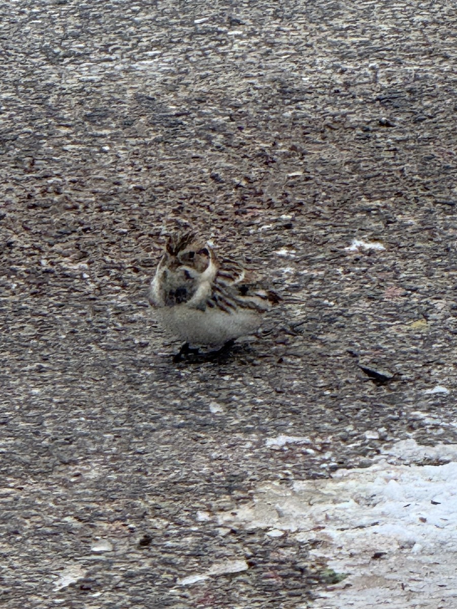 Lapland Longspur - ML646259810