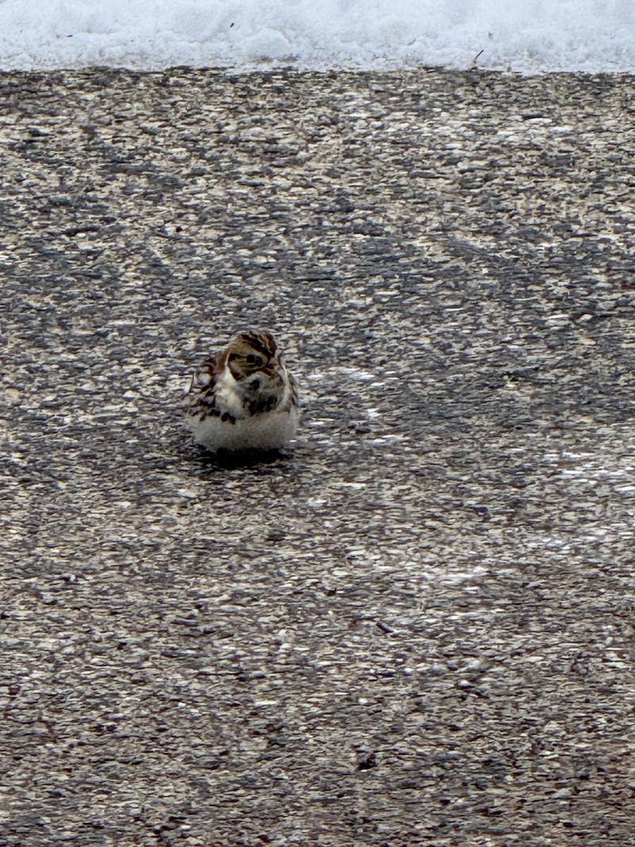 Lapland Longspur - ML646259811