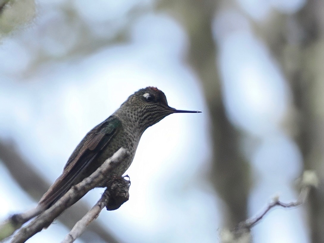 Green-backed Firecrown - ML646259814
