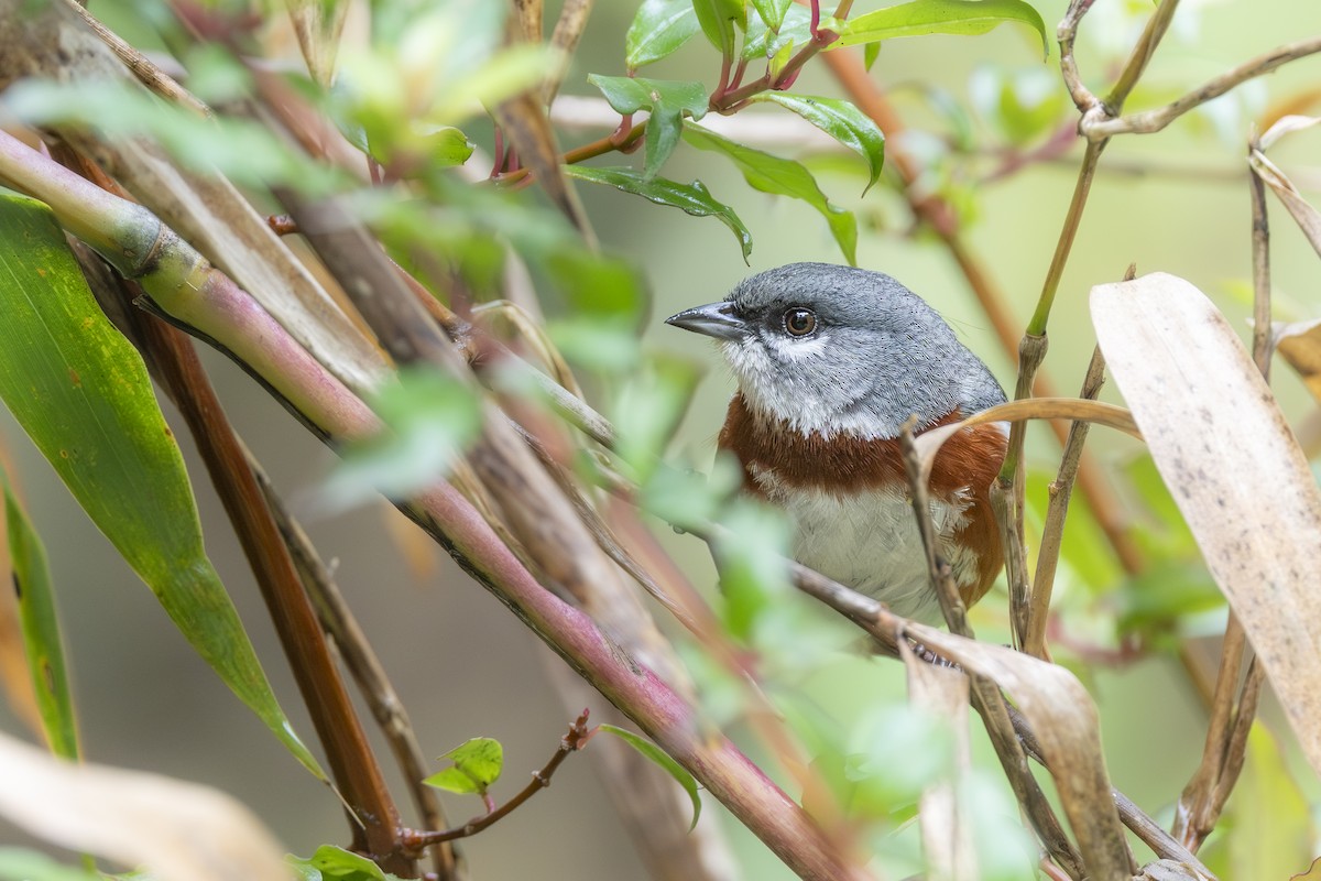 Bay-chested Warbling Finch - ML646259815
