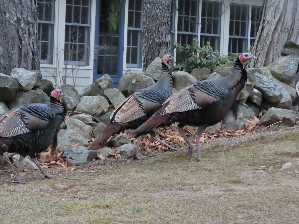 Wild Turkey - ML646259817