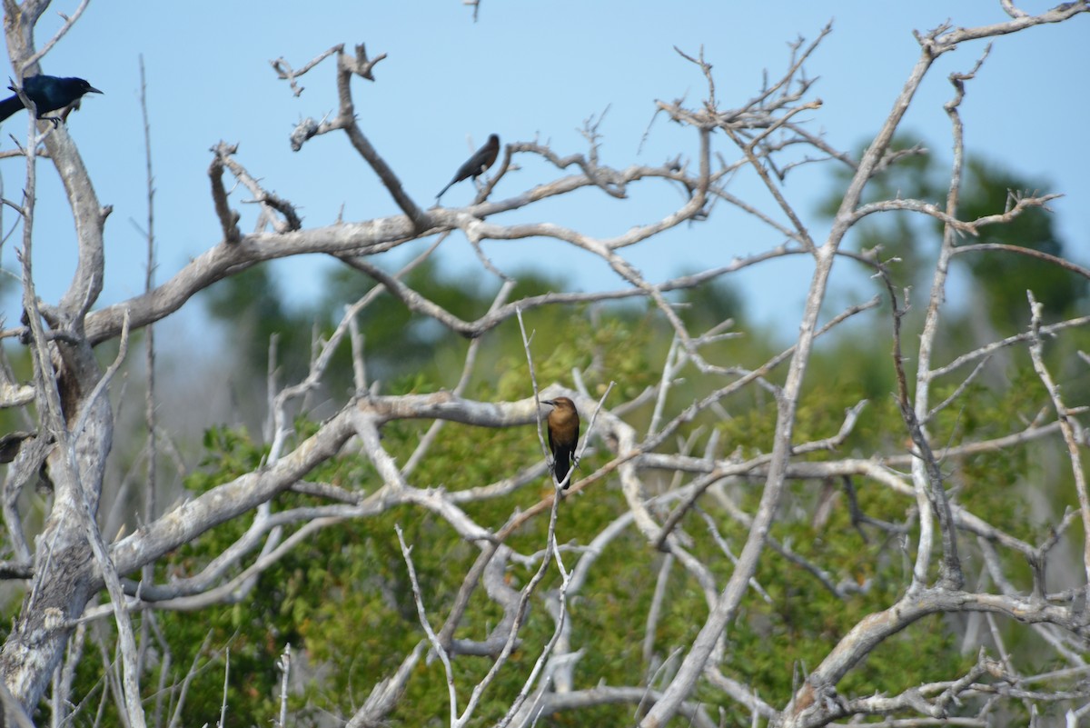 キタオナガクロムクドリモドキ - ML646259819