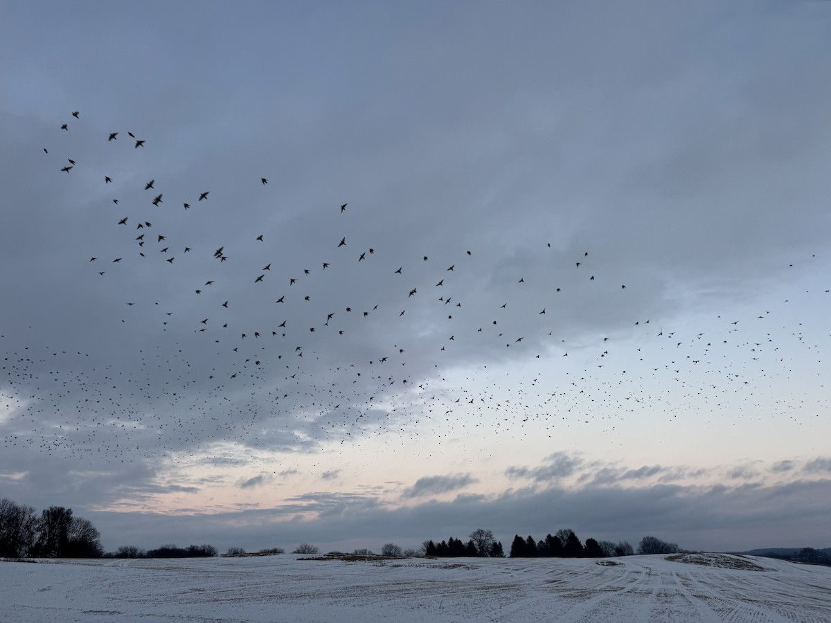 European Starling - ML646259821