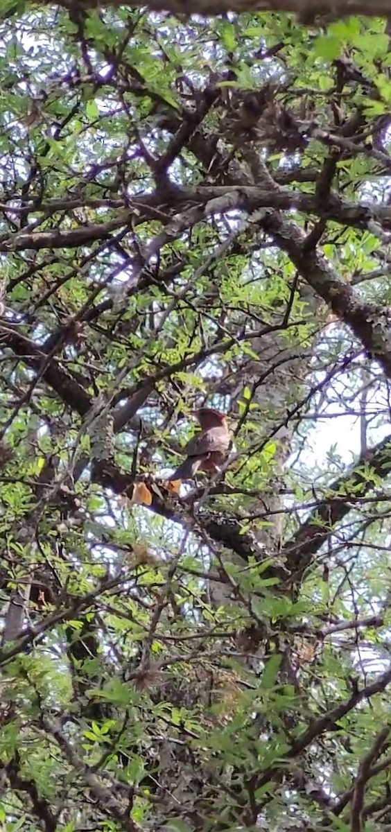 Красная арагуира - ML646259827