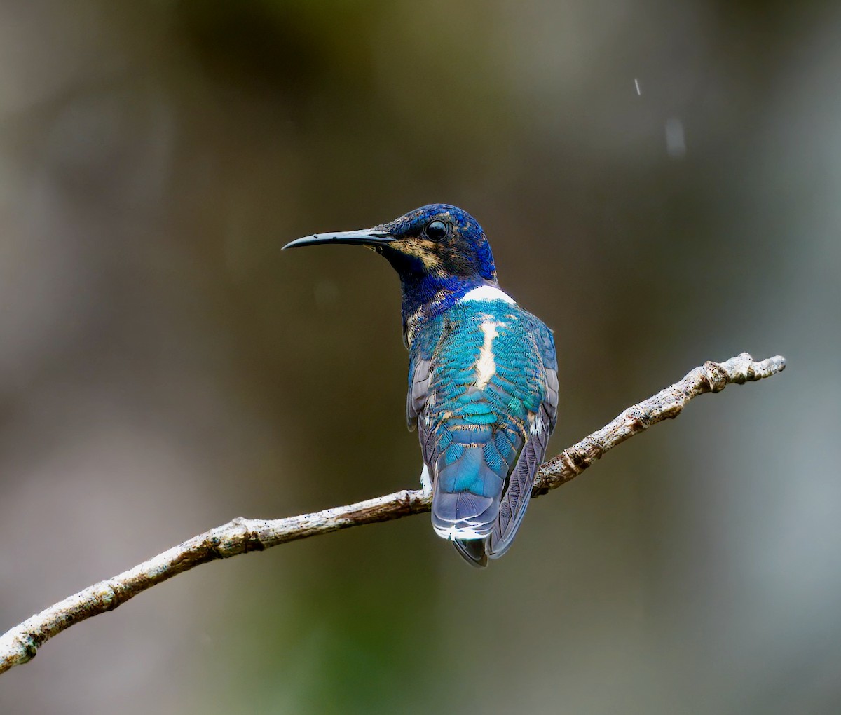 White-necked Jacobin - ML646259829