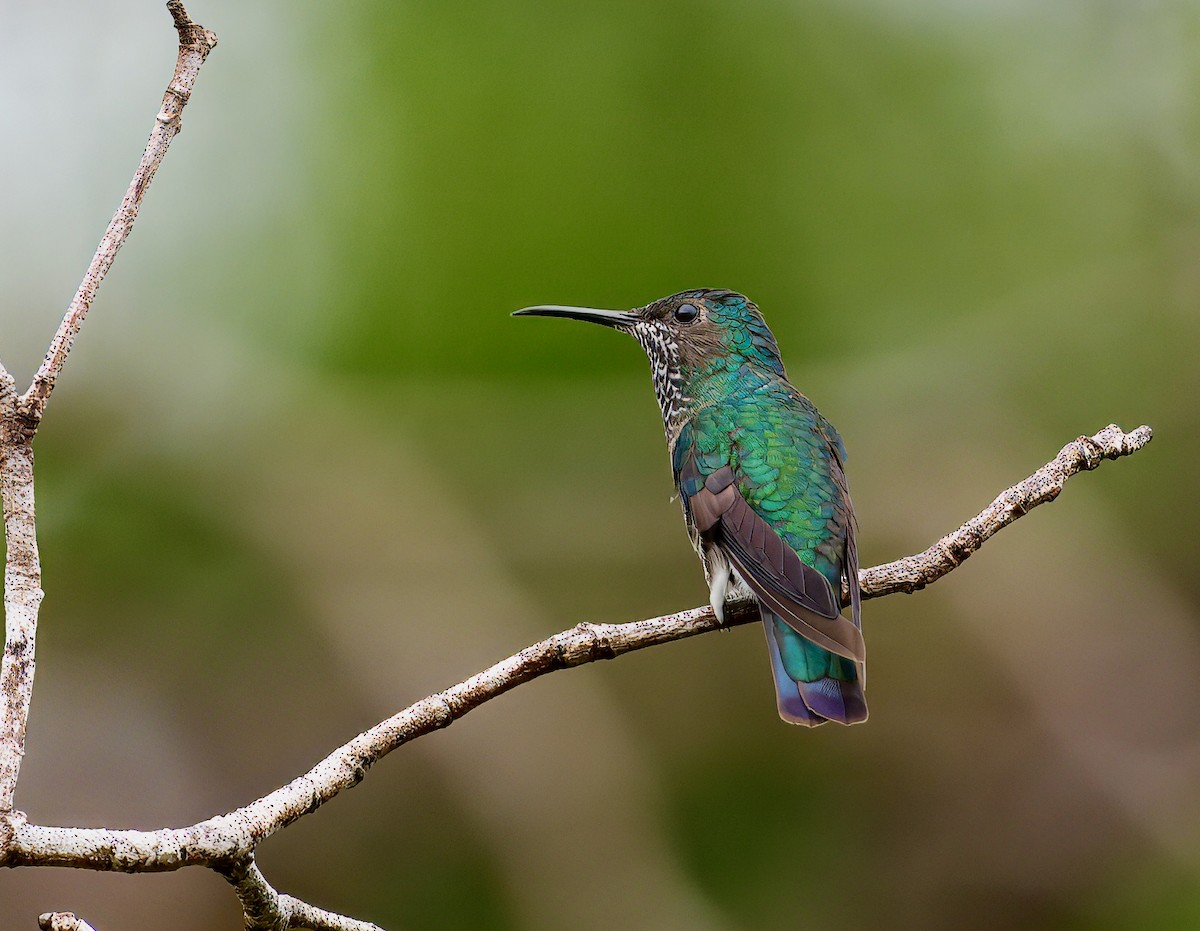 White-necked Jacobin - ML646259830