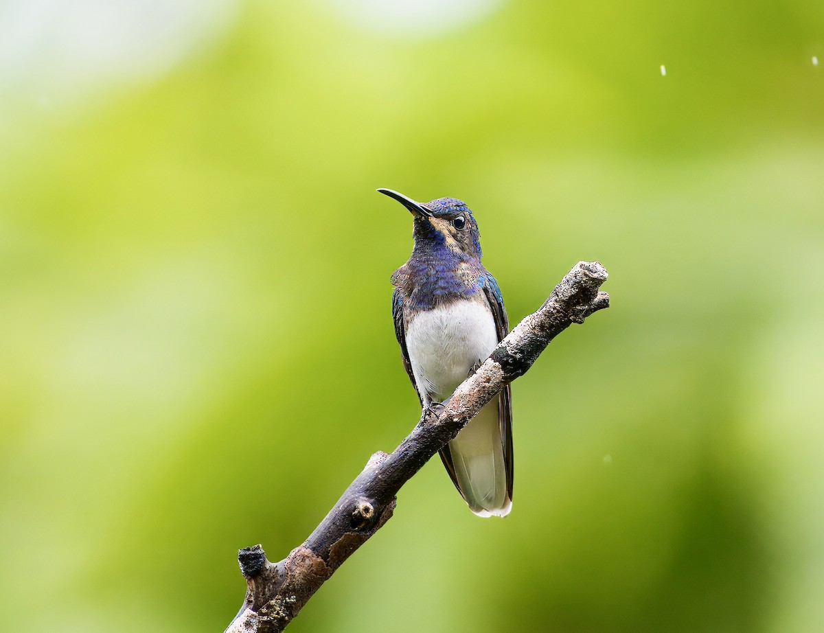 White-necked Jacobin - ML646259832