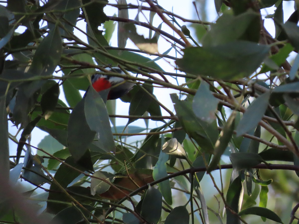 Mistletoebird - ML646259834
