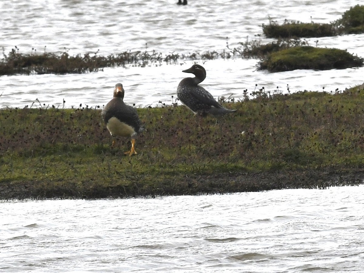 Flying Steamer-Duck - ML646259838