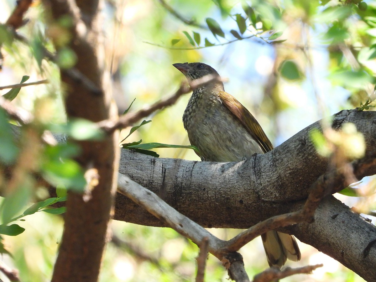 Пестролобый медоуказчик - ML646259839