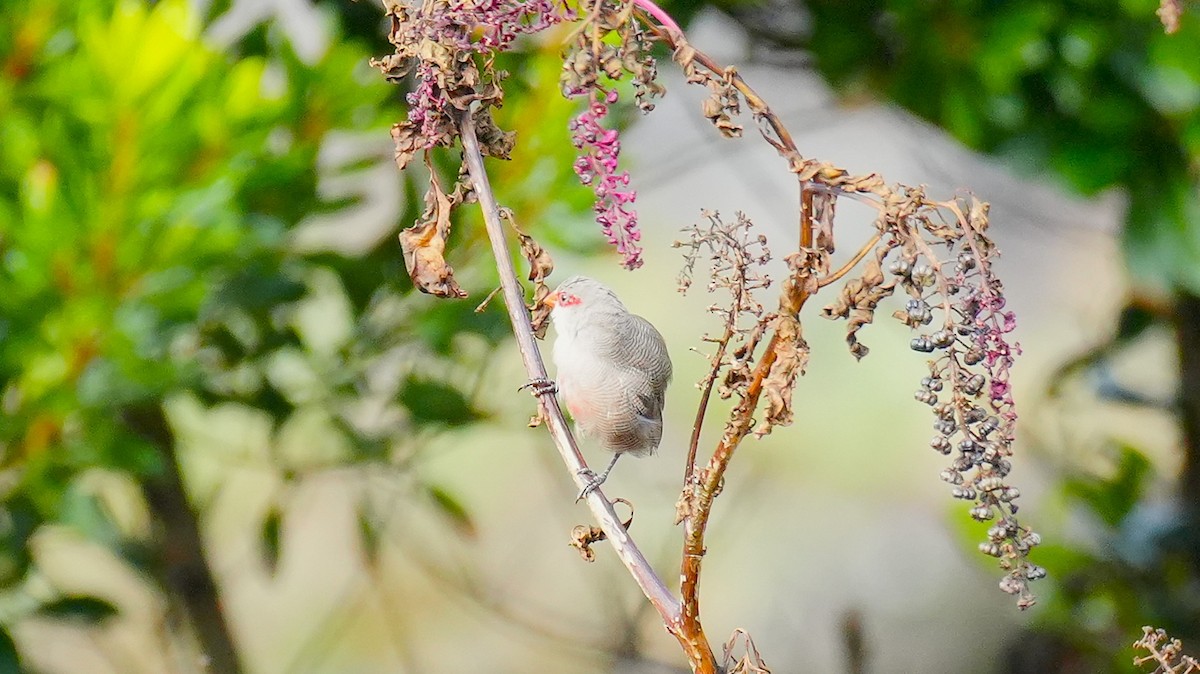 Common Waxbill - ML646259844