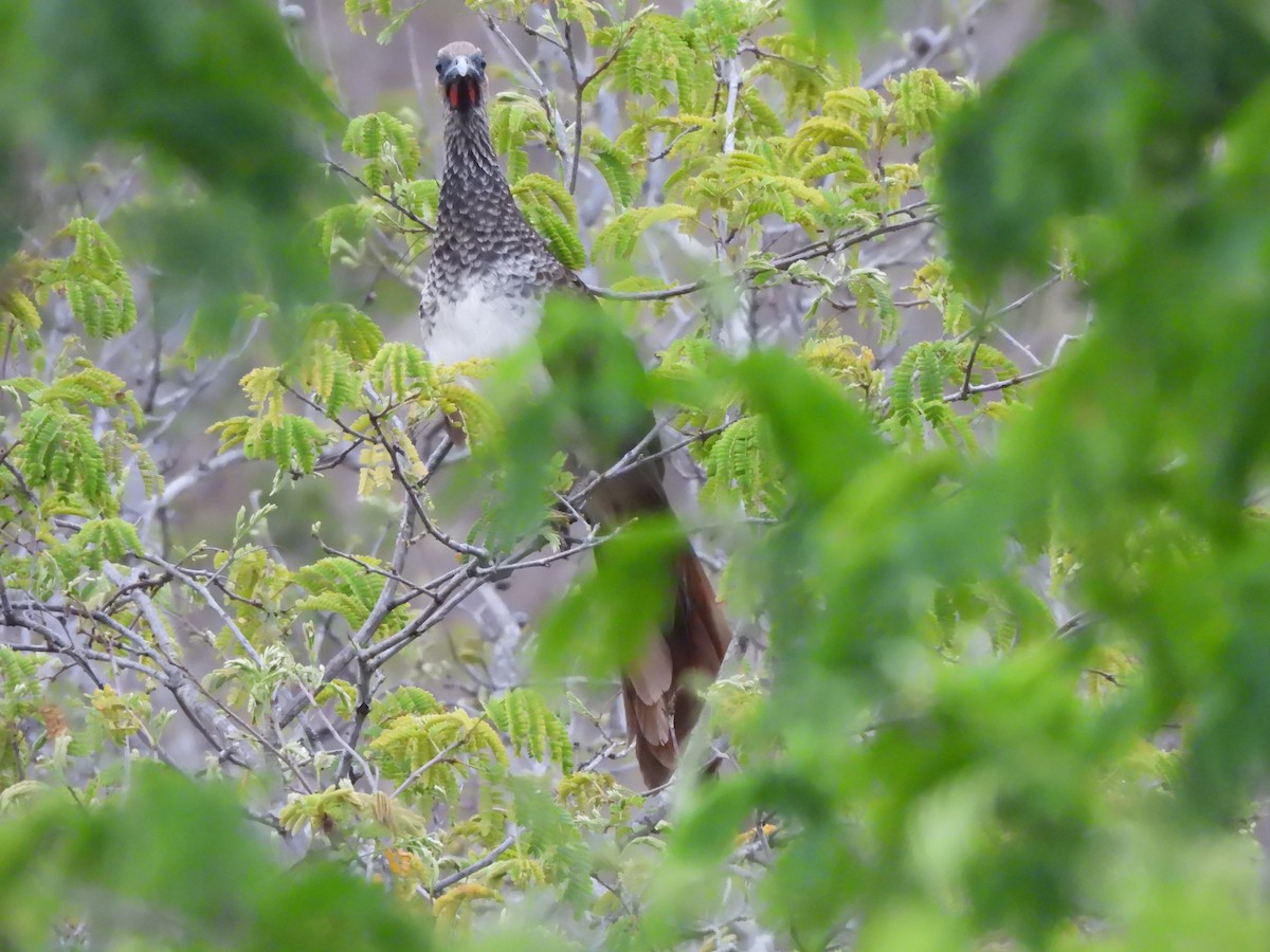 Арауканская чачалака - ML646259847