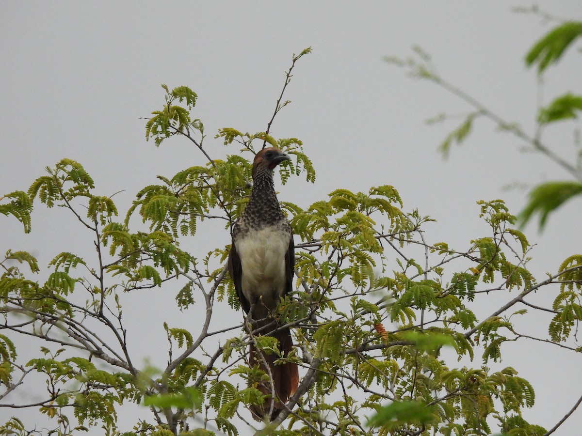 Арауканская чачалака - ML646259848