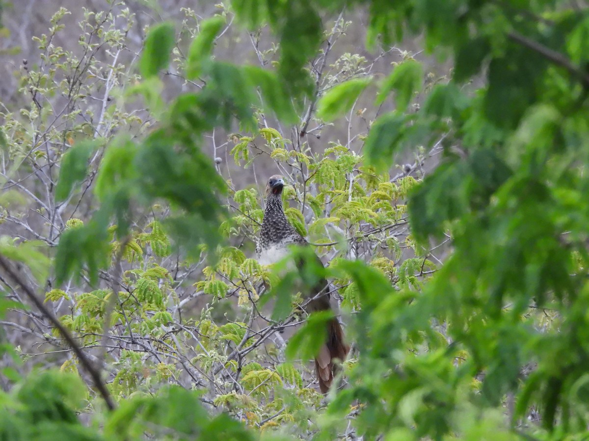 Арауканская чачалака - ML646259849