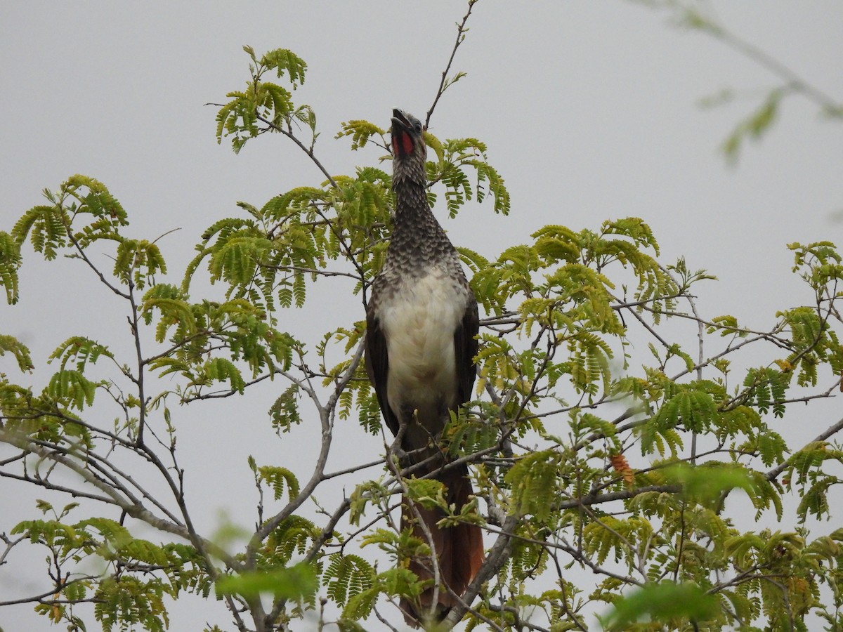 Арауканская чачалака - ML646259850