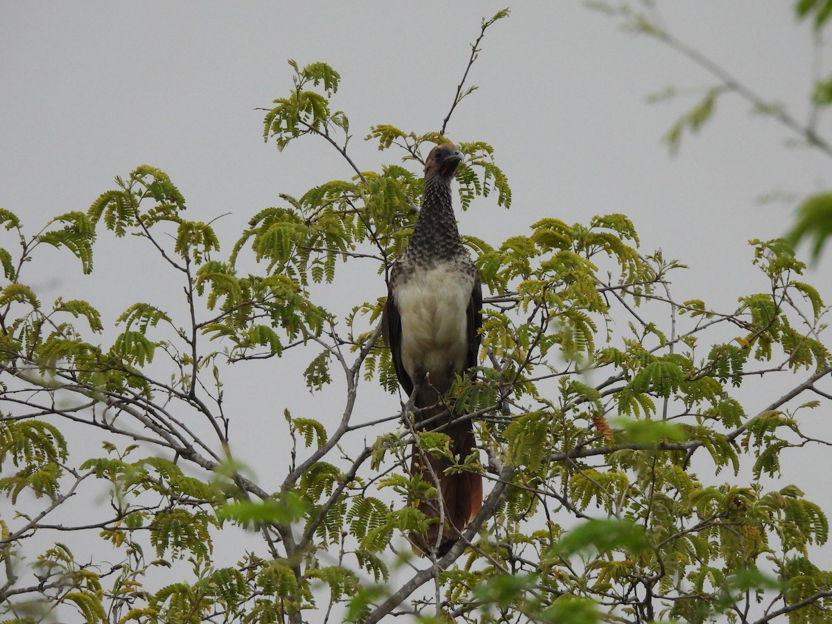 Арауканская чачалака - ML646259851