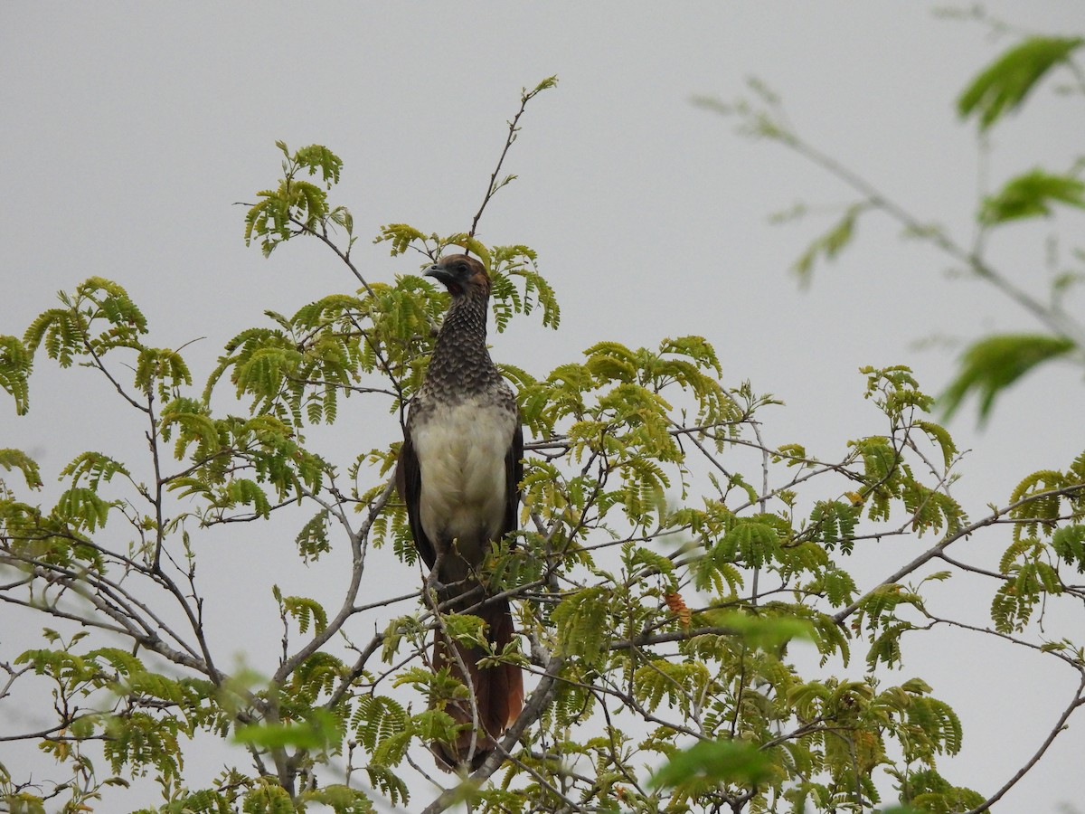 Арауканская чачалака - ML646259852