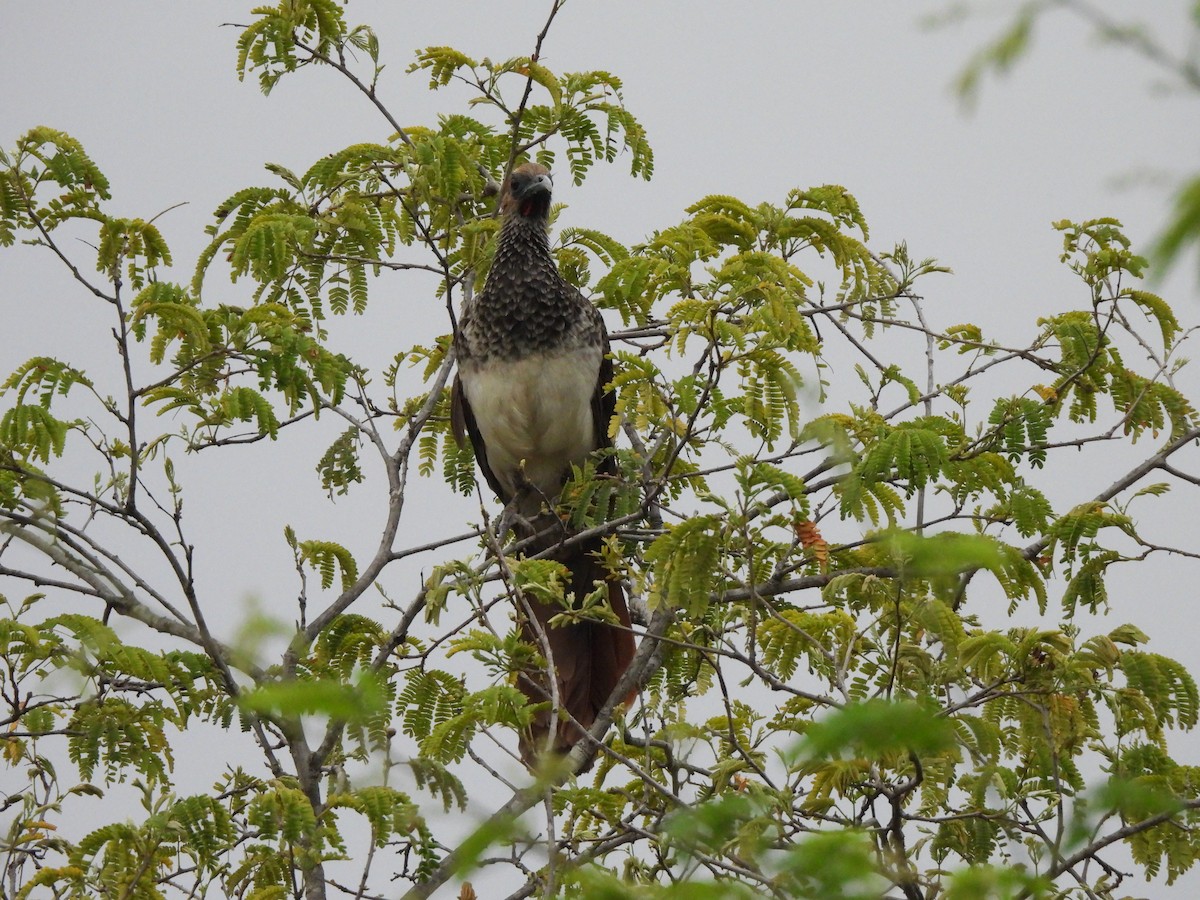 Арауканская чачалака - ML646259853