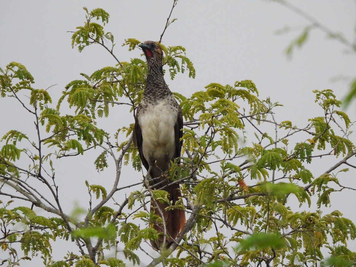 Арауканская чачалака - ML646259854