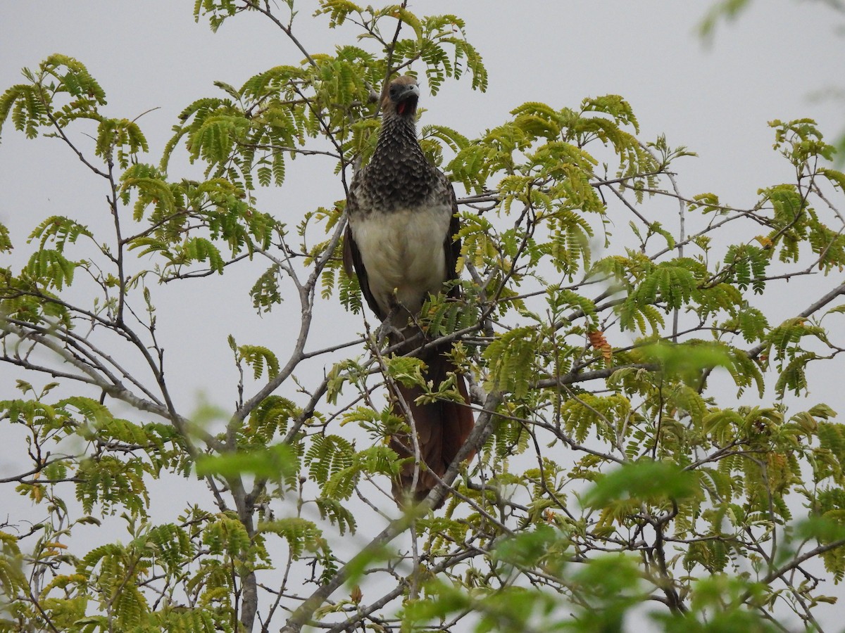 Арауканская чачалака - ML646259855