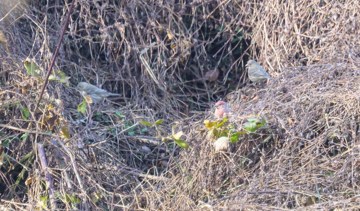 House Finch - ML646259856