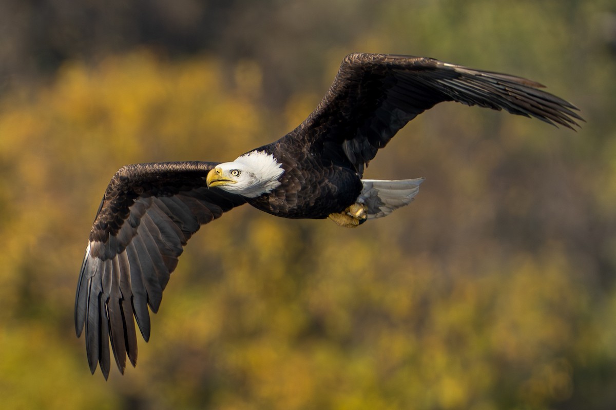 Белоголовый орлан - ML646259857