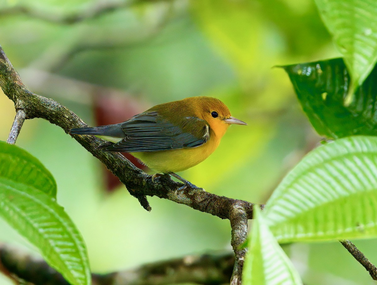 Prothonotary Warbler - ML646259858
