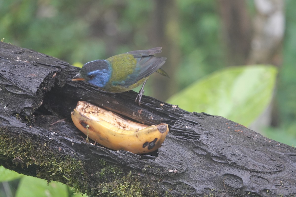 Зеленоспинная танагра - ML646259859