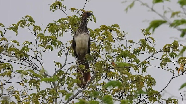 East Brazilian Chachalaca - ML646259860