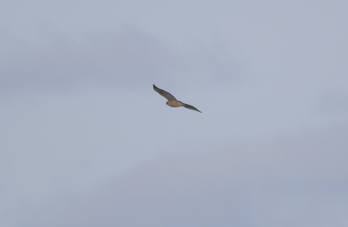 Красноплечий канюк - ML646259861