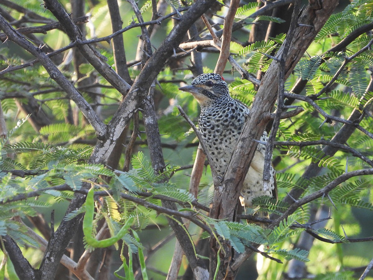 Нубийский дятел - ML646259863