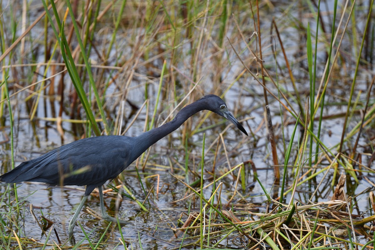 Малая голубая цапля - ML646259864