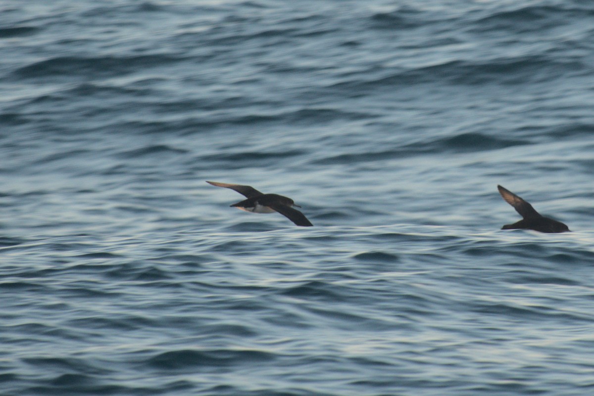 Маорийский буревестник - ML646259865