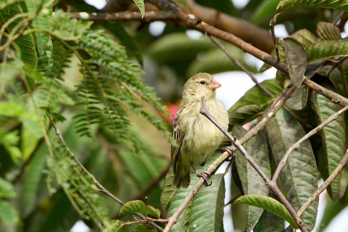 Малый дарвинов вьюрок - ML646259866