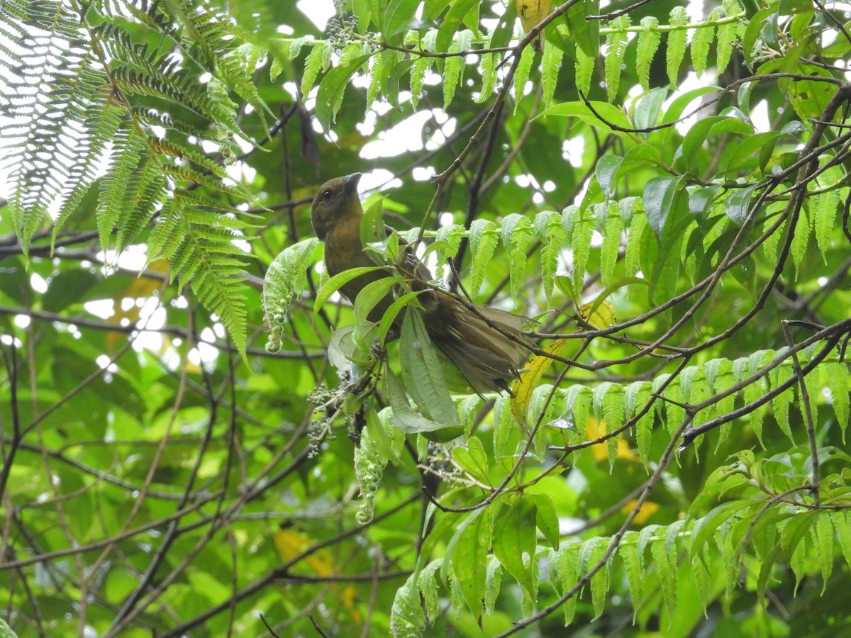 Карминная хабия - ML646259868