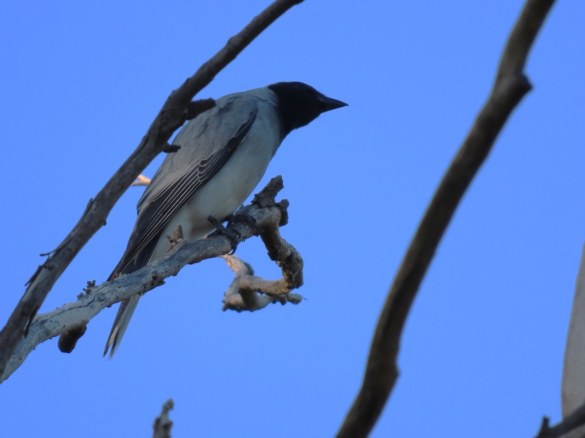Чернолицый воронец - ML646259870