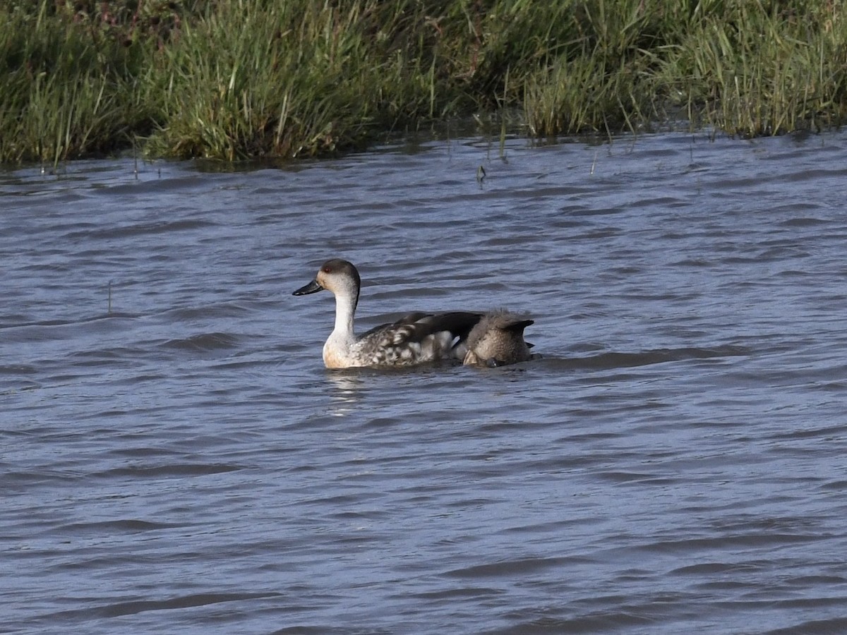 Хохлатая утка - ML646259871