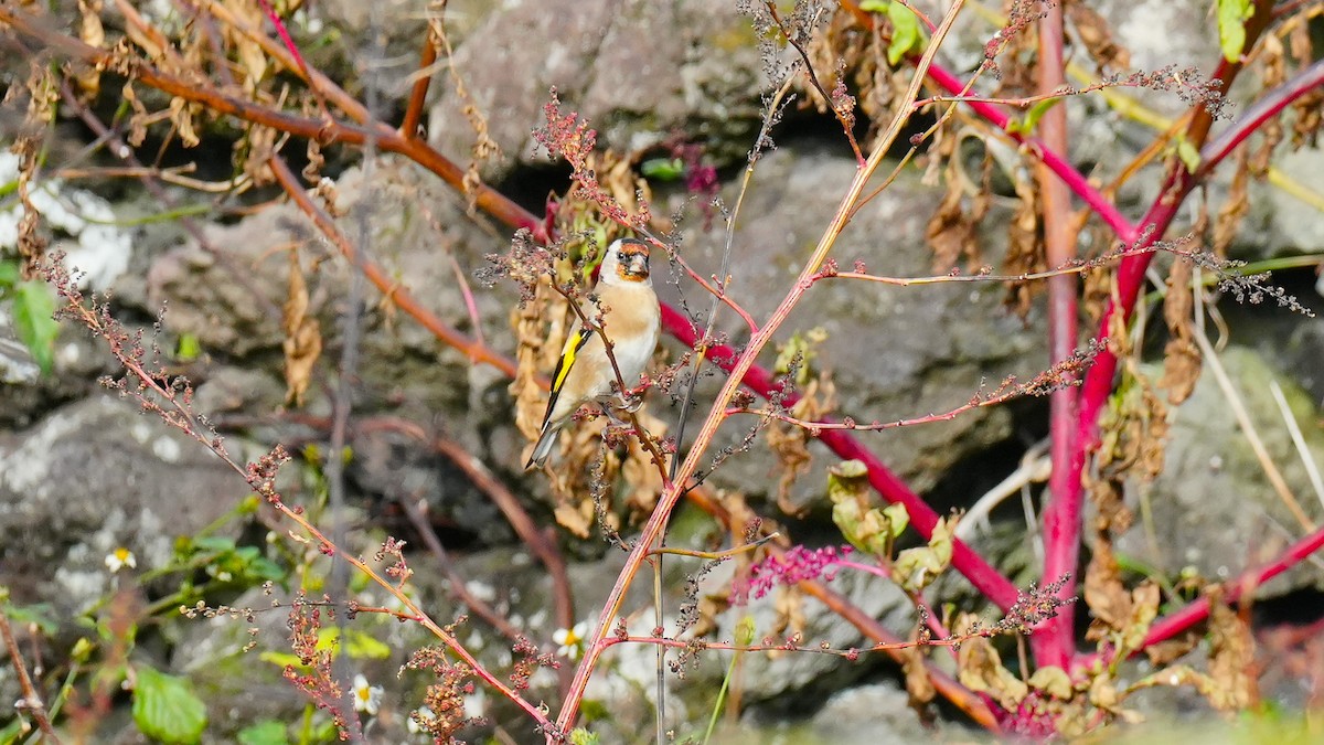 Щегол - ML646259874