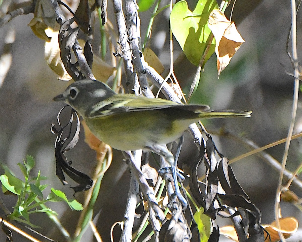 Очковый виреон - ML646259875