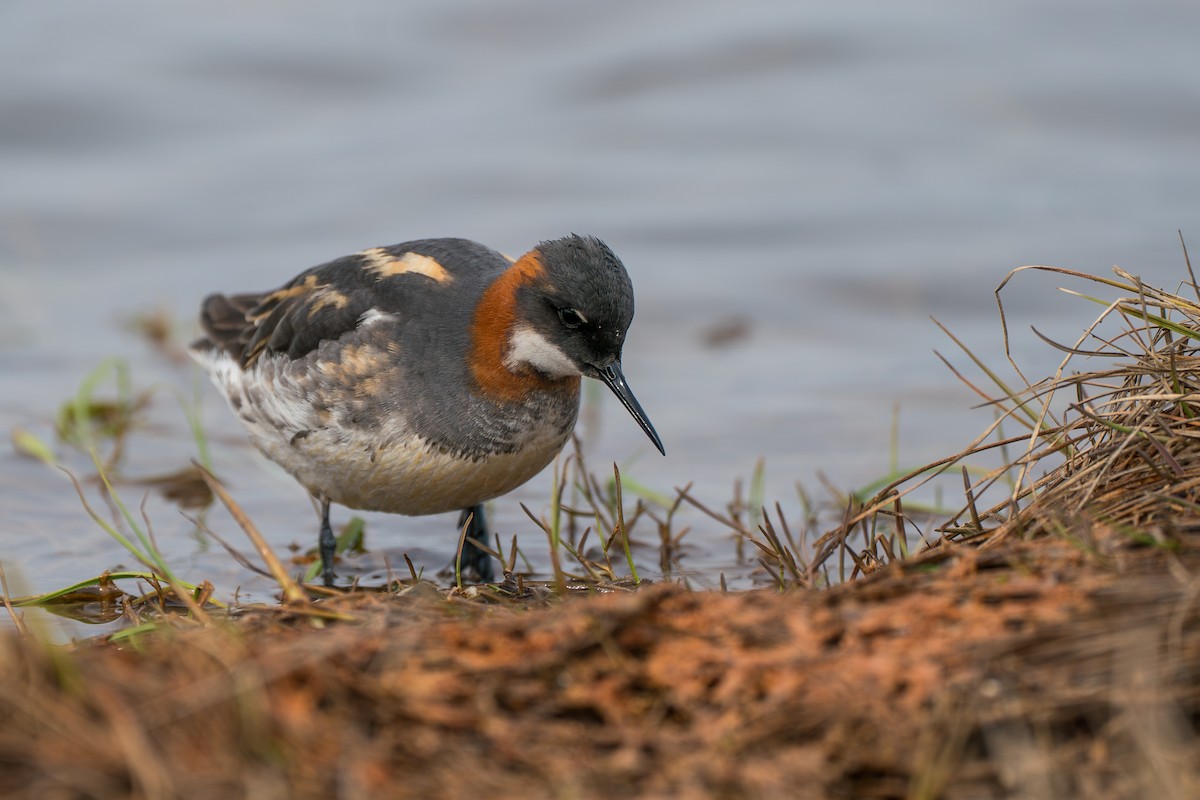 Круглоносый плавунчик - ML646259876