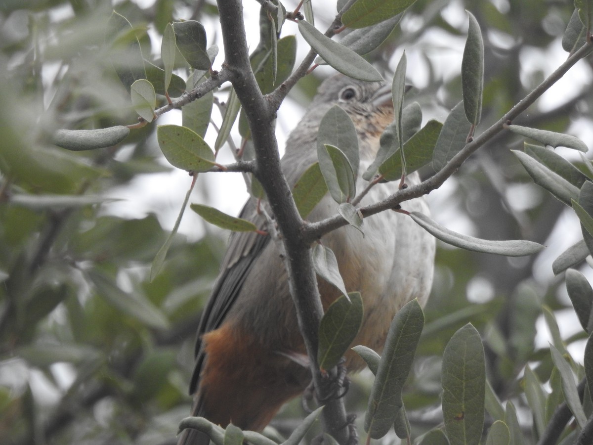 Бурый тохи - ML646259877